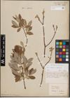 Foto von Salix caprea L. x Salix eleagnos Scop.